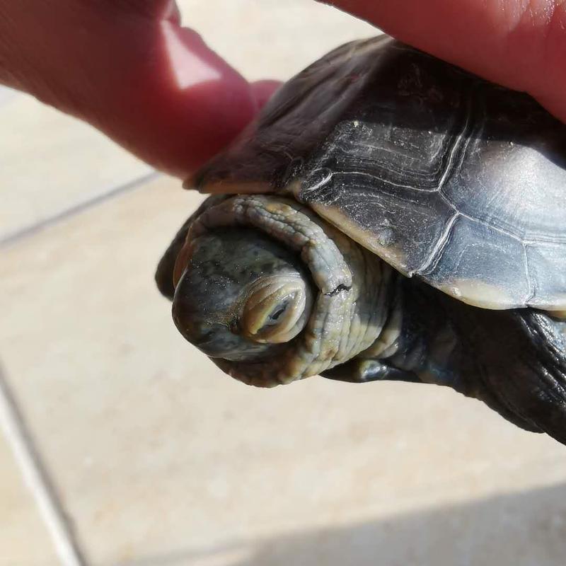 各位,我五年的龟快不行了,求看看是不是白眼病