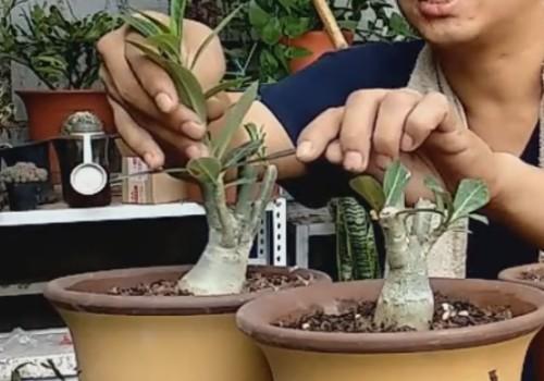 沙漠玫瑰怎么修剪