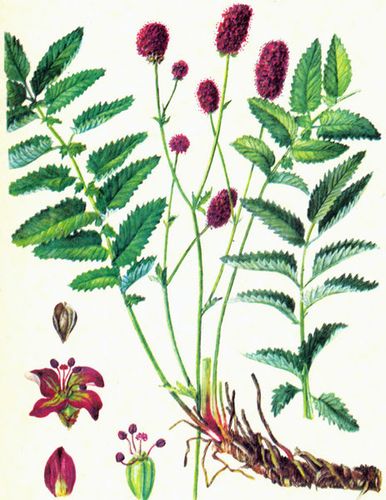 地榆图片 地榆野菜图片