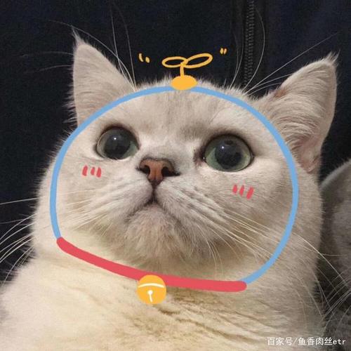 萌宠猫微信头像图片