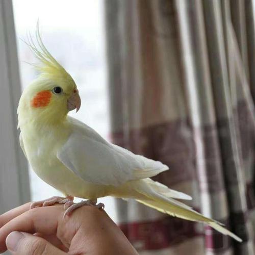 玄凤鹦鹉拉绿屎是什么原因应该怎么治疗