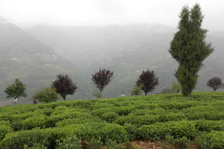 半亩茶园的一道彩虹,天上掉下个桑妹妹.