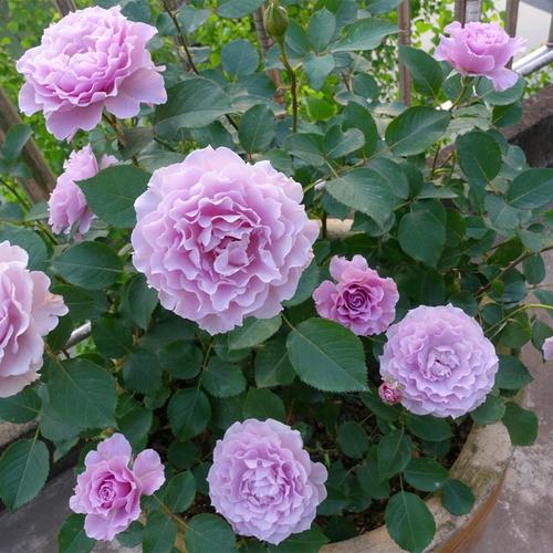 蜻蜓月季花苗丰花紫色特大浓香盆栽阳台露台地栽花卉玫瑰耐热勤花