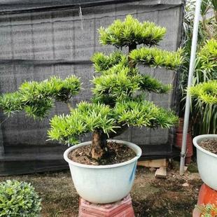 金钻雀舌罗汉松小叶老桩盆景造型真树室内盆栽庭院绿植易成活