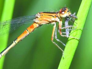 晚霞中的红蜻蜓你们还有多少兄弟姐妹