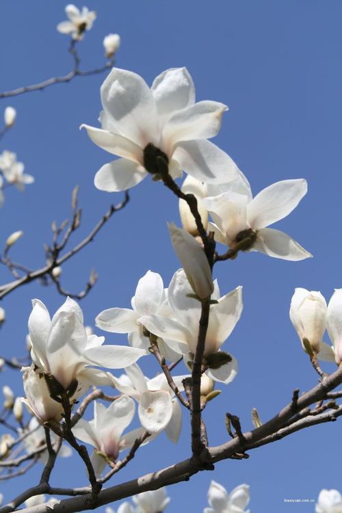 展开全部 白玉兰哈