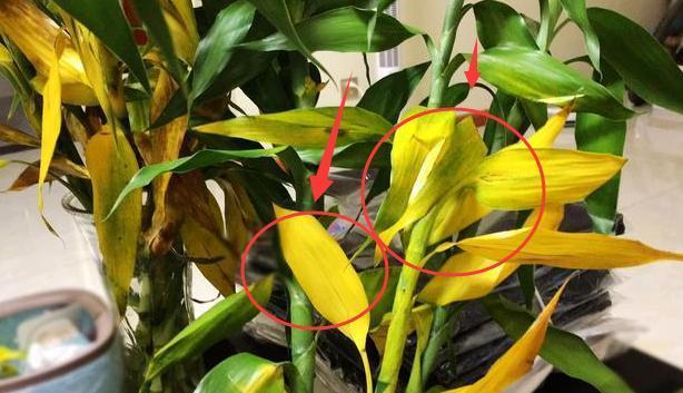 富贵竹老是黄叶,往水里扔2块药片,叶子绿得流油,能长到屋顶高!