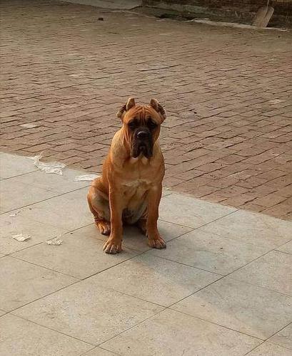 卡斯罗铁面接受预定