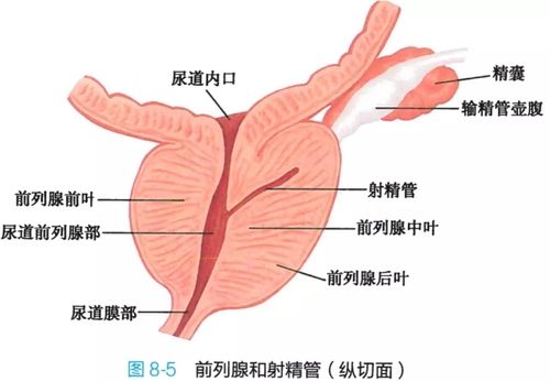 解剖学高清图谱男性生殖系统