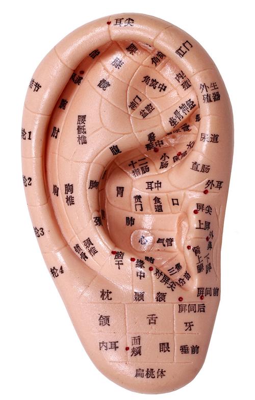 经络通耳模耳部针灸穴位耳朵模型推荐