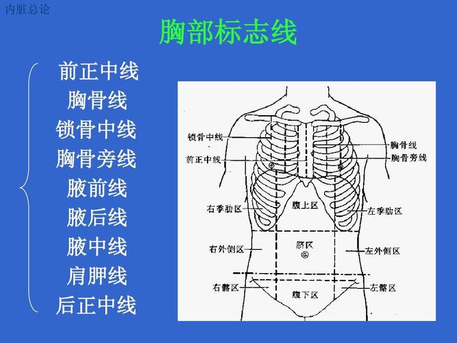内脏总论 胸部标志线 前正中线 胸骨线 锁骨中线 胸骨旁线 腋前线 腋