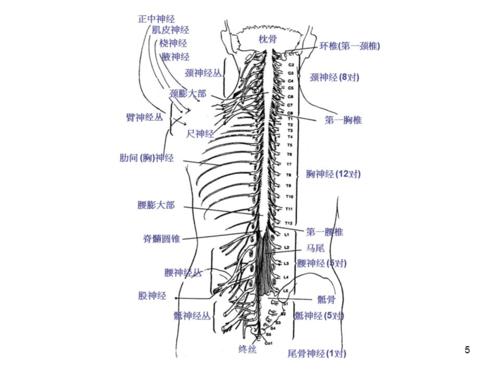 (推荐精选)脊柱及椎体解剖图谱
