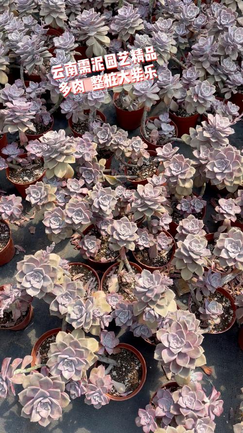 整桩大紫乐_多肉植物_花盆_园艺_多肉控_家居家装