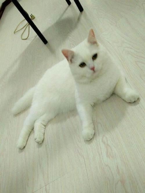 蓝白蓝猫纯白六窝崽出售保健康