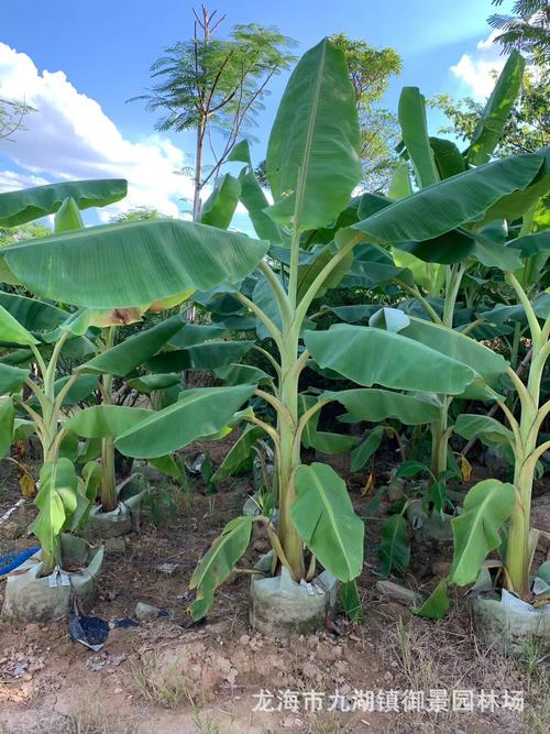 香蕉树 芭蕉树批发价格香蕉树产地大量种植规格齐全热带果树