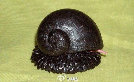 这个世界上竟然有一种蜗牛叫铁鳞蜗牛,因为生活在高温的海底热泉喷口