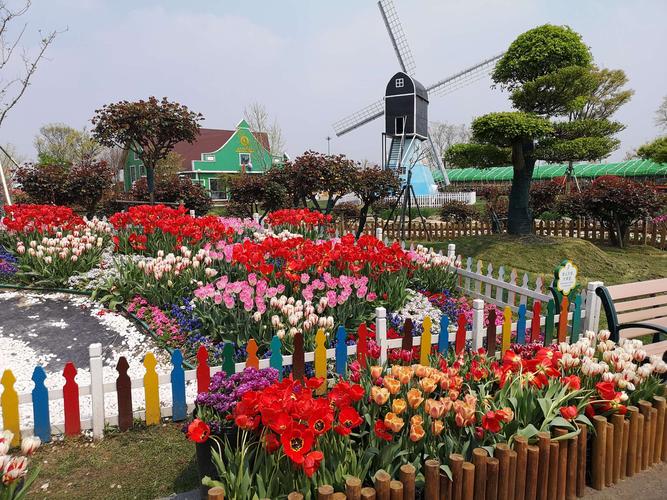 2019年4月11日游大丰荷兰花海,大家第一次游,看到景区的规模之大,花的