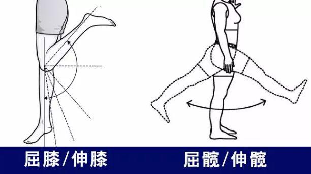 想要翘臀不粗腿   你要在合理范围内做出更大幅度屈髋 / 伸髋动作