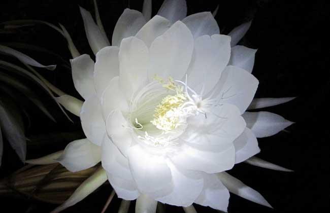 昙花一现的意思是指美好的事物出现的时间很短,用来比喻美好的事物或