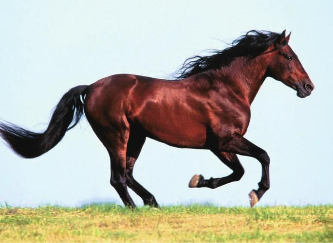 草原上奔驰的骏马