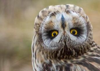 猫头鹰头部旋转180度