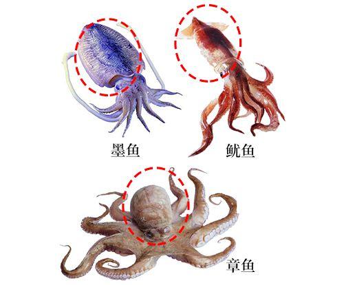 墨鱼,鱿鱼,章鱼你是怎么区分的?_吸盘