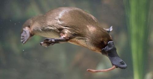 果壳2017年物种日历8月6日鸭嘴兽