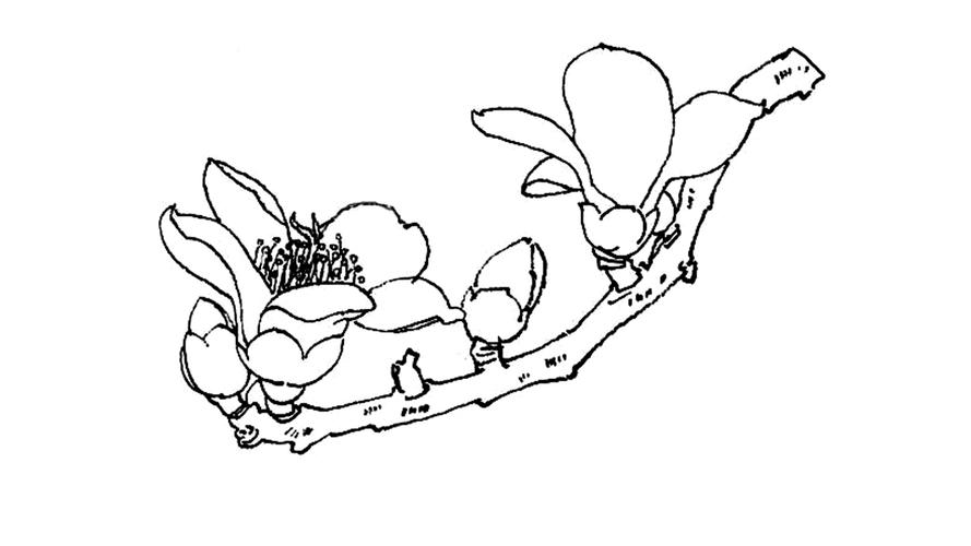 木棉花的功效与作用