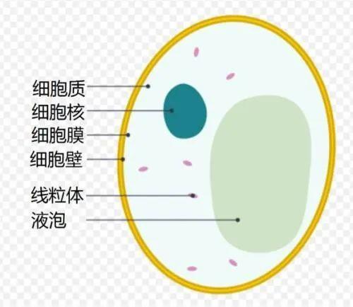酵母细胞壁富含免疫活性多糖(β-葡聚糖,甘露聚糖),能明显的吸附霉菌
