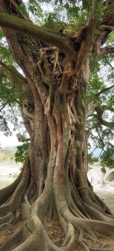 每每看着古榕树,都觉得这复杂的树干藏满了故事,要与人诉说.