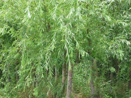 新鲜现挖 柳树根 水柳根,垂杨柳根 清明柳根 偏远山区