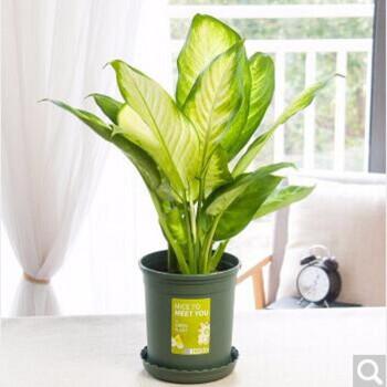 如意皇后花叶万年青 茉莉盆栽 栀子花绿植 花叶万年青单颗 苗 加仑