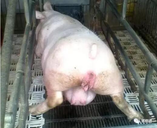 夏季母猪难产不用愁,老兽医小妙招轻松解忧愁!