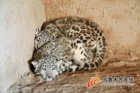 牧民捡到雪豹当猫养续小豹遭千人围观受惊