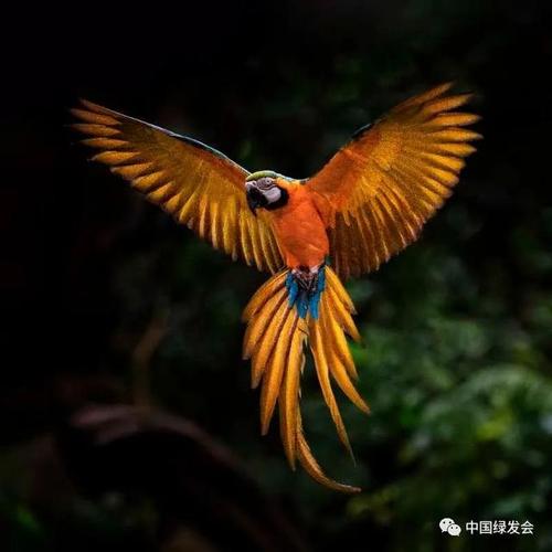 第二届"艾雅康世界爱鸟节"将启,鸟类博物馆亮相|中国