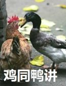 鸡年搞笑表情包图片