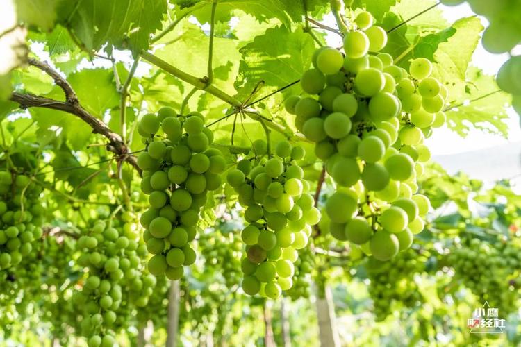 青翠欲滴的清徐葡萄