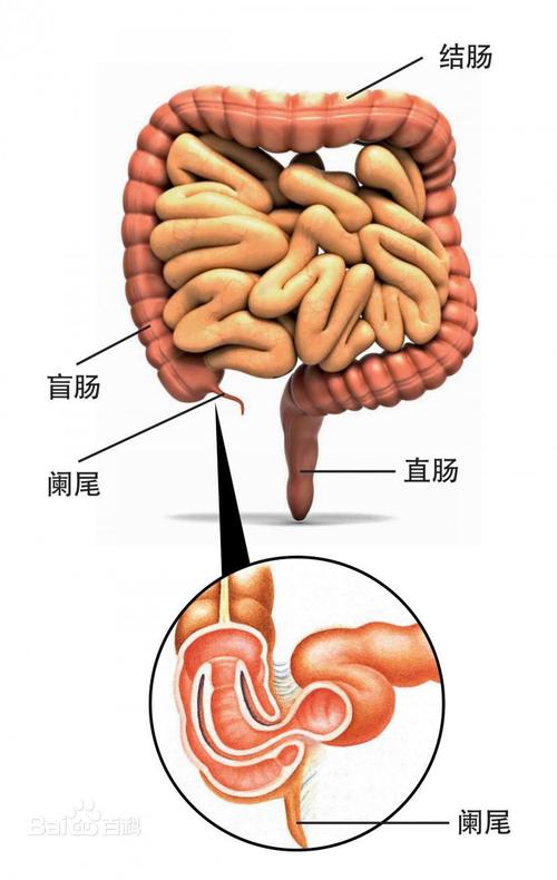 阑尾是无用的器官?