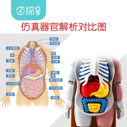 steam科学实验套装玩具diy制作材料小学生幼儿园区角人体器官模型