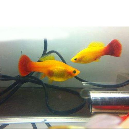 水族观赏鱼活体胎生淡水月光金牡丹草缸群游鱼热带小型鱼包损批发