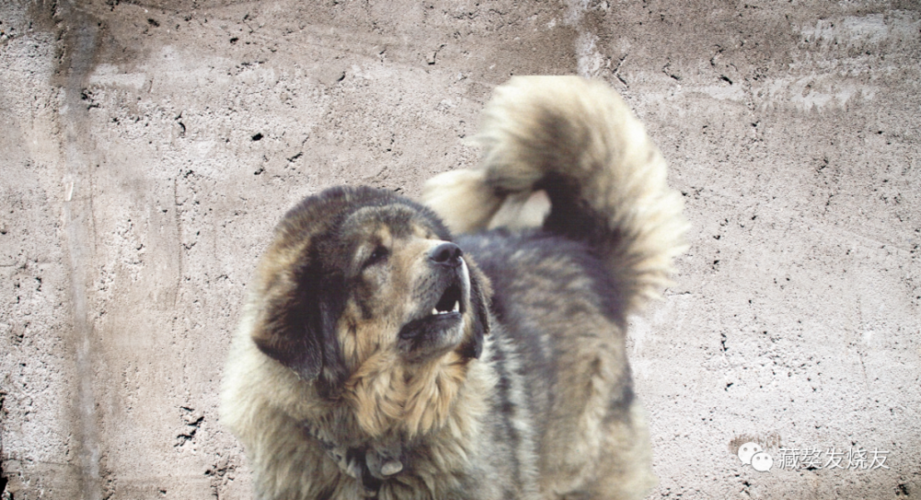 藏獒圈,一个非常小众的圈子,混乱却又壁垒分明