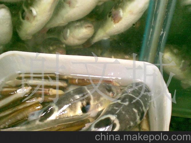 金城水产/广东河豚鱼/小巴鱼/河豚鱼价格18608038567