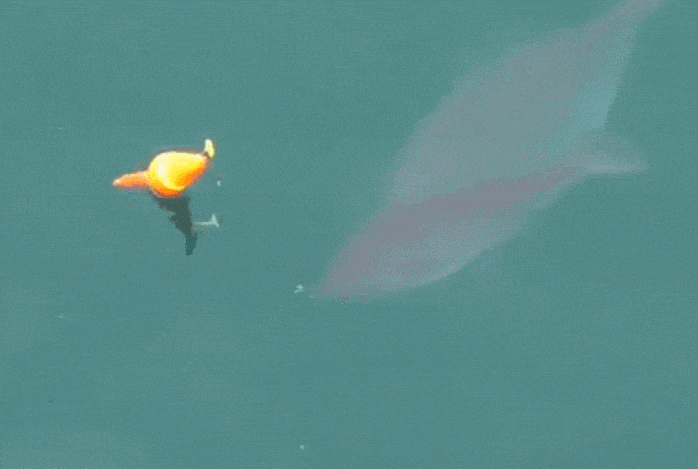 水里这浮漂太亮眼 那大条的鱼儿争着要"上钩"?_微信热