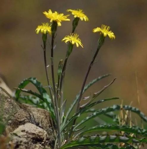 农村的野草羊妈妈你那里叫什么名字