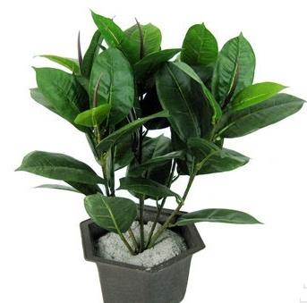 印度橡皮树的作用以及养殖方法