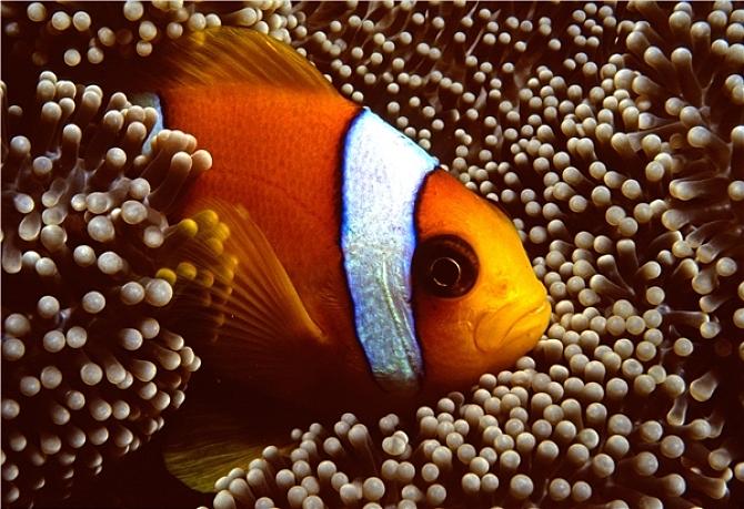 最完整的,最美丽漂亮的小丑鱼科普大全