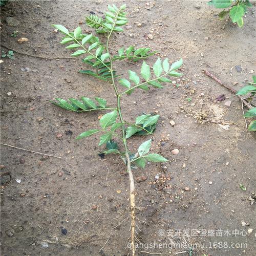 基地大量销售 花椒树 产量高 价格优惠 欢迎实地考察