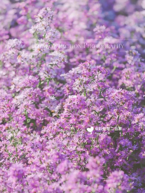 北京|秋天最美的粉紫色花海即将进入倒计时_花海_秋天