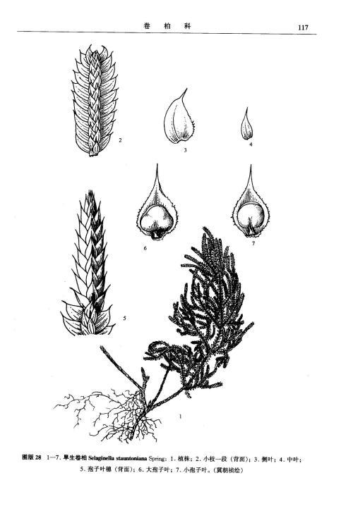 卷柏的简笔画怎么画