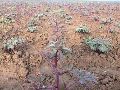 10元一颗的红牡丹苗,靠谱吗?好像是1年小苗